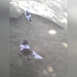 mekkane, online dating profile photo