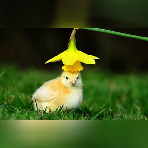 namebdis, online dating profile photo