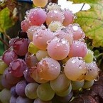 fharun62, online dating photo