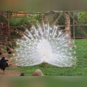 peacock, online dating profile photo