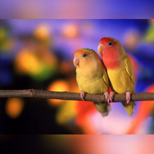 samstom, online dating profile photo