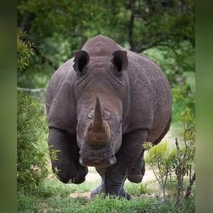 tafarawa, online dating profile photo