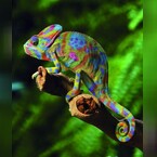 charley4, online dating photo