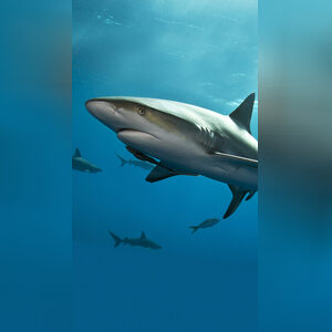 opeyolus, online dating profile photo