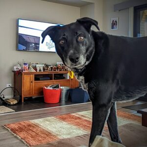asannimo, online dating profile photo