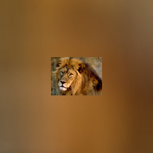 sucess2012, online dating profile photo