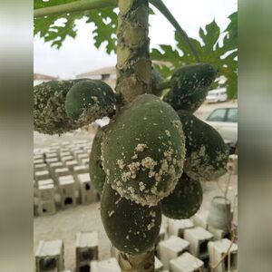 adegaded, online dating profile photo