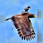 rahul1, online dating photo