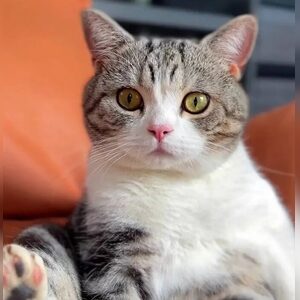 echooflove, online dating profile photo