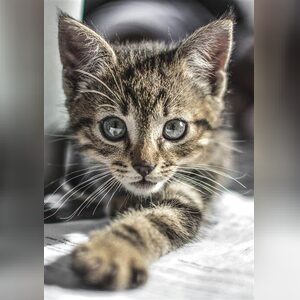 tola23098, online dating profile photo