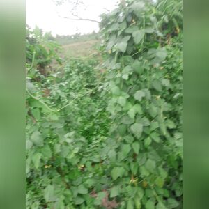 fajuyigb, online dating profile photo