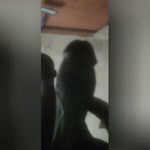 acaitech, online dating profile photo