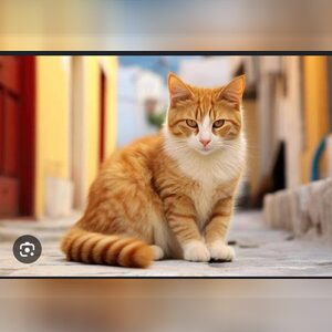 joshokos, online dating profile photo