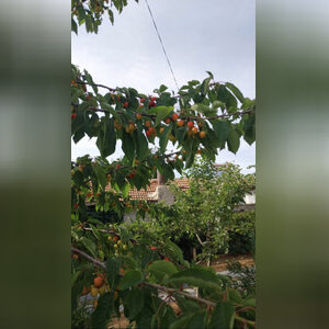 loseyi89, online dating profile photo