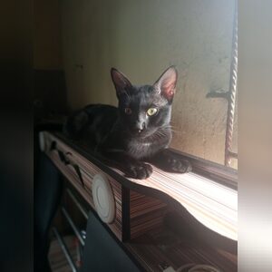 dangoper, online dating profile photo