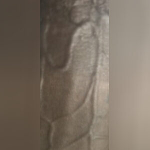 vsears51, online dating profile photo