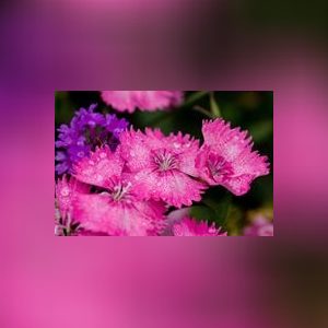 mikoo, online dating profile photo